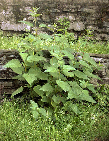 Urtica dioica